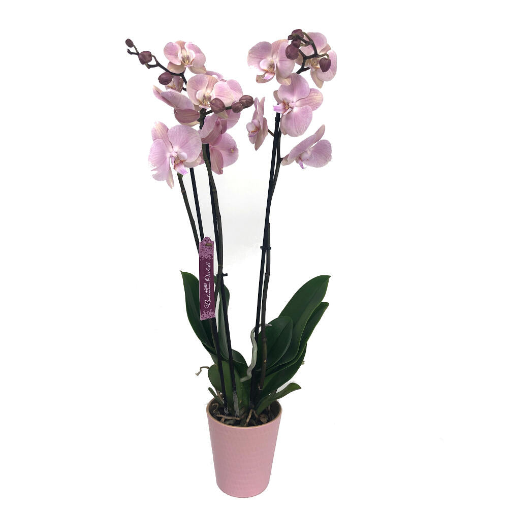 Orquidea Phalaenopsis Jolie 2/3 Tallos M12 70cm_0