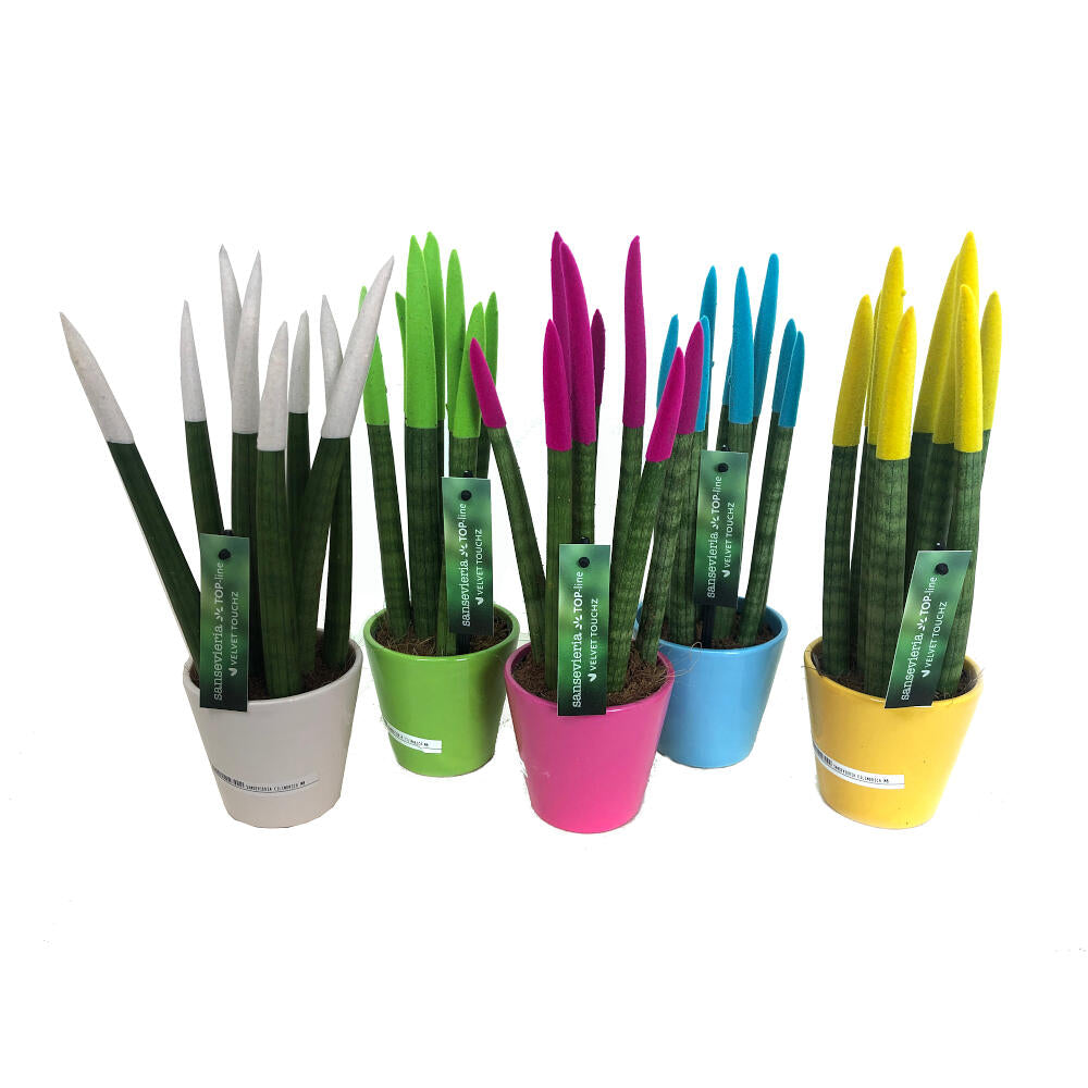 Sansevieria Cilindrica Pintada M8 25cm (lengua De Suegra)_0
