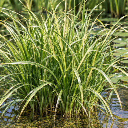 Cárex - Carex - Set De 4 Con Cesta_1