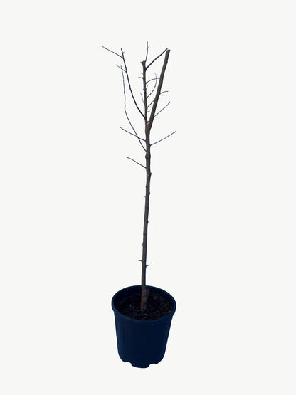 Frutal Ciruelo Friar - Planta Natural - Maceta 26cm. - Altura Aprox. 120/150_3