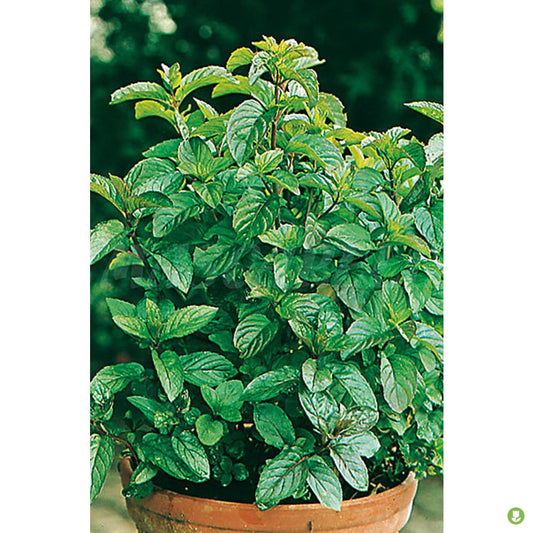 Semillas Menta Poleo_0