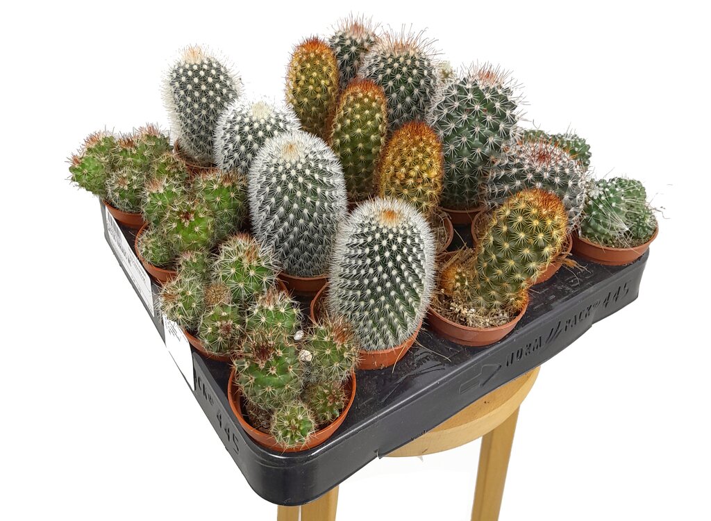 Pack 24 Cactus Variado M5_0