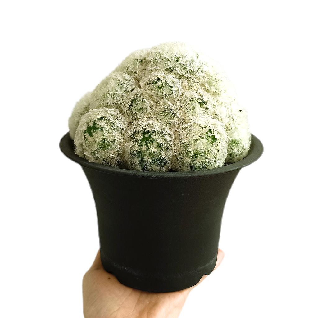 Mammillaria Plumosa M21_0