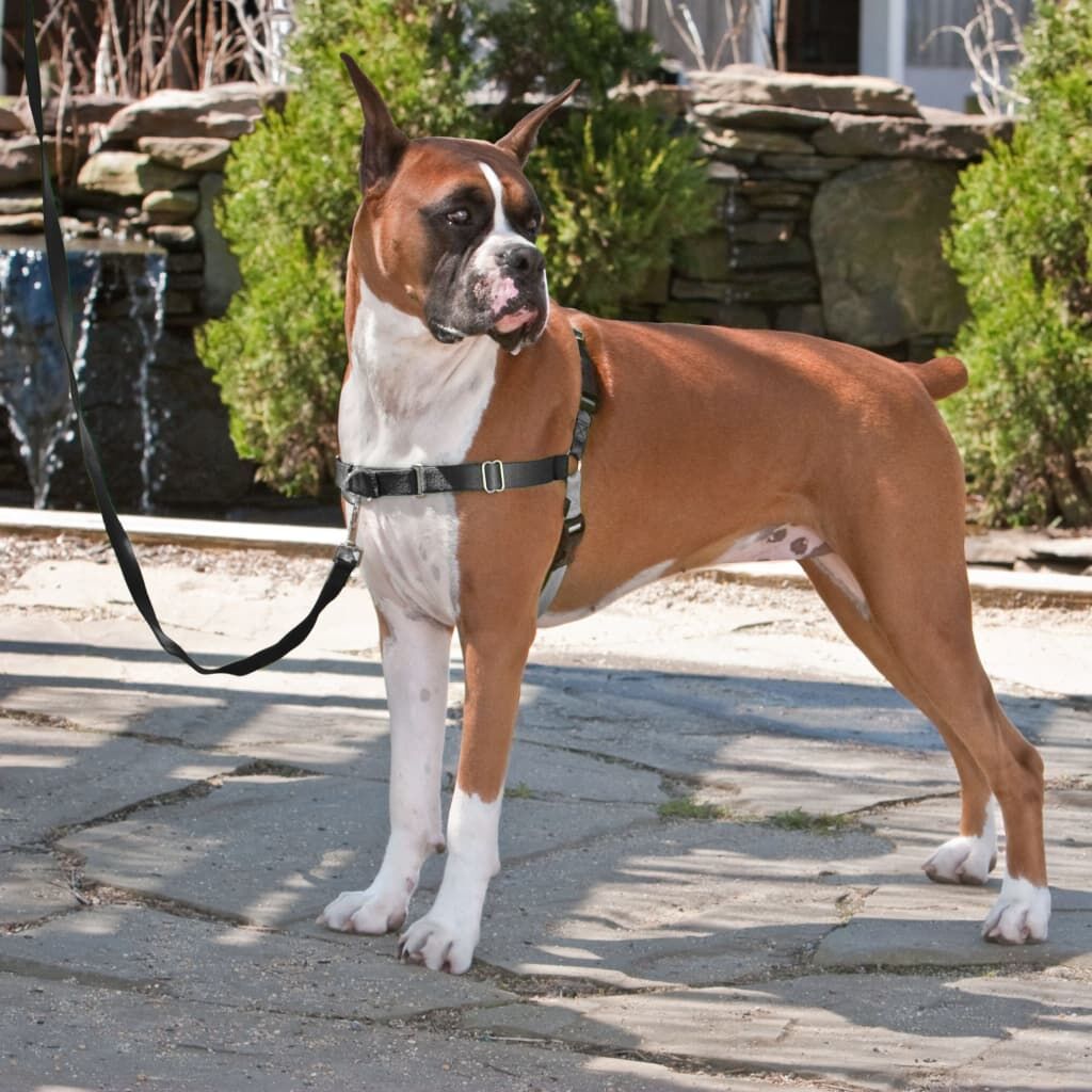 Petsafe Arnés Para Perros Easy Walk Negro L_1