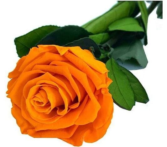 Mundo Eterno Rosa Preservada Naranja 25cm_0
