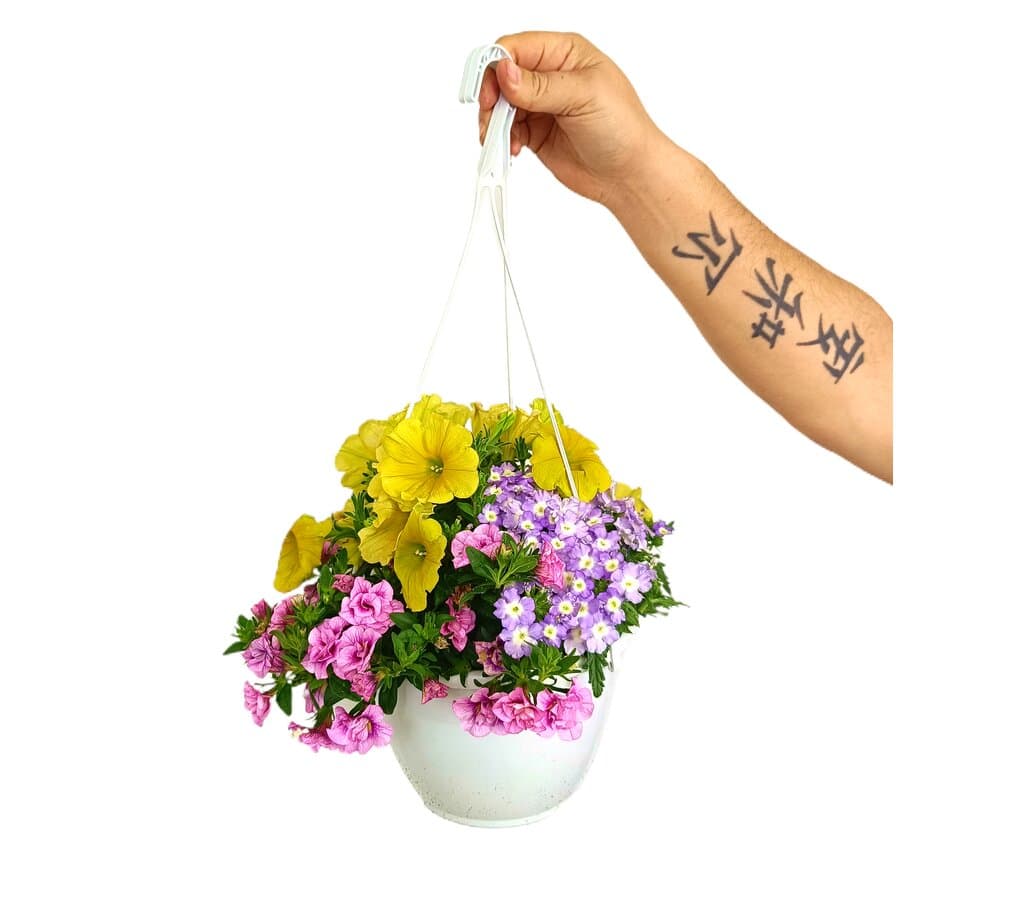 Calibrachoa M14_0