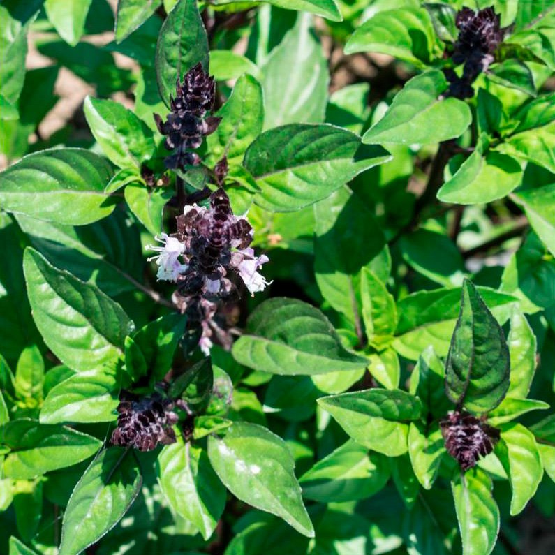Semillas Albahaca Canela Ecológicas_0
