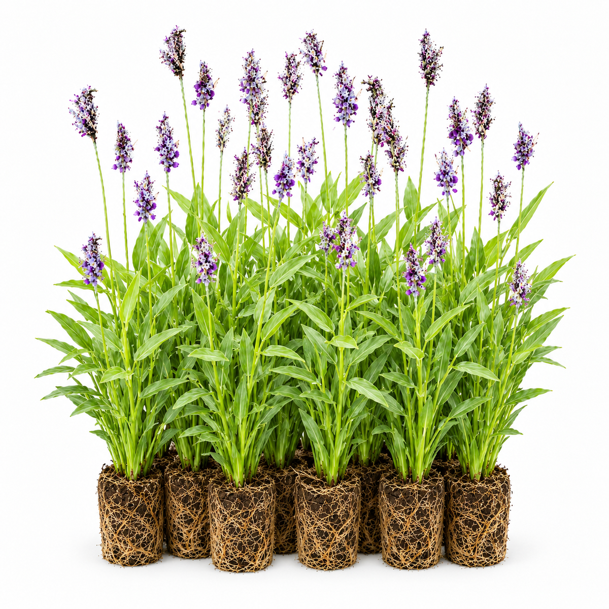 Thalia - Thalia Dealbata - 12 Plantas_0