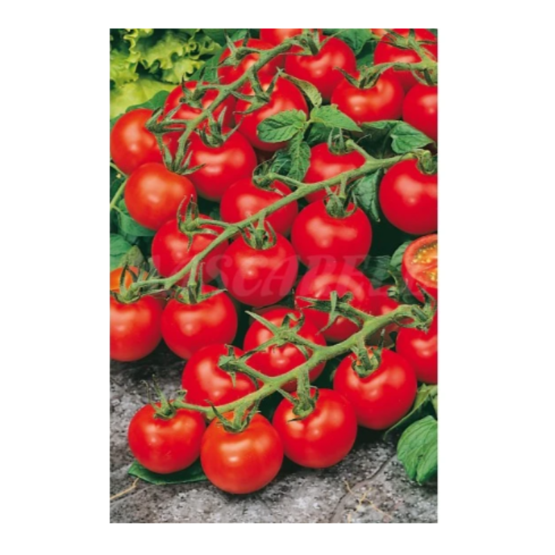 Semillas Tomate De Colgar_0