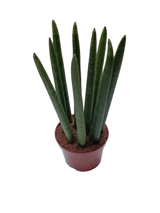 Sansevieria Cilindricum Ø12 Planta De Interior Purificante_0