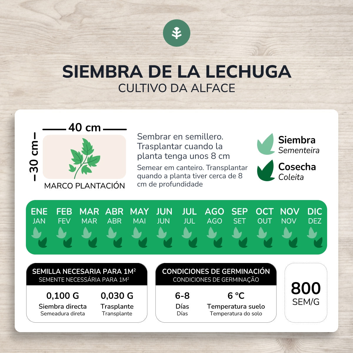 Semillas de Lechuga Romana ecológicas Planeta Huerto