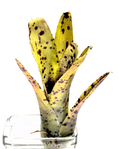 Neoregelia 'Anteia', Bromelia punteada, Curiosarium, Altura 22 cm, Diámetro 15 cm_2