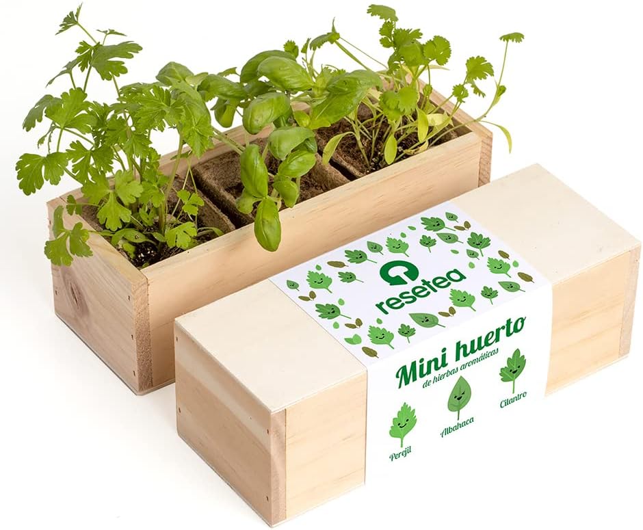 Mini Huerto Hierbas Aromáticas Perejil, Albahaca y Cilantro | Kit Fácil - Resetea_0