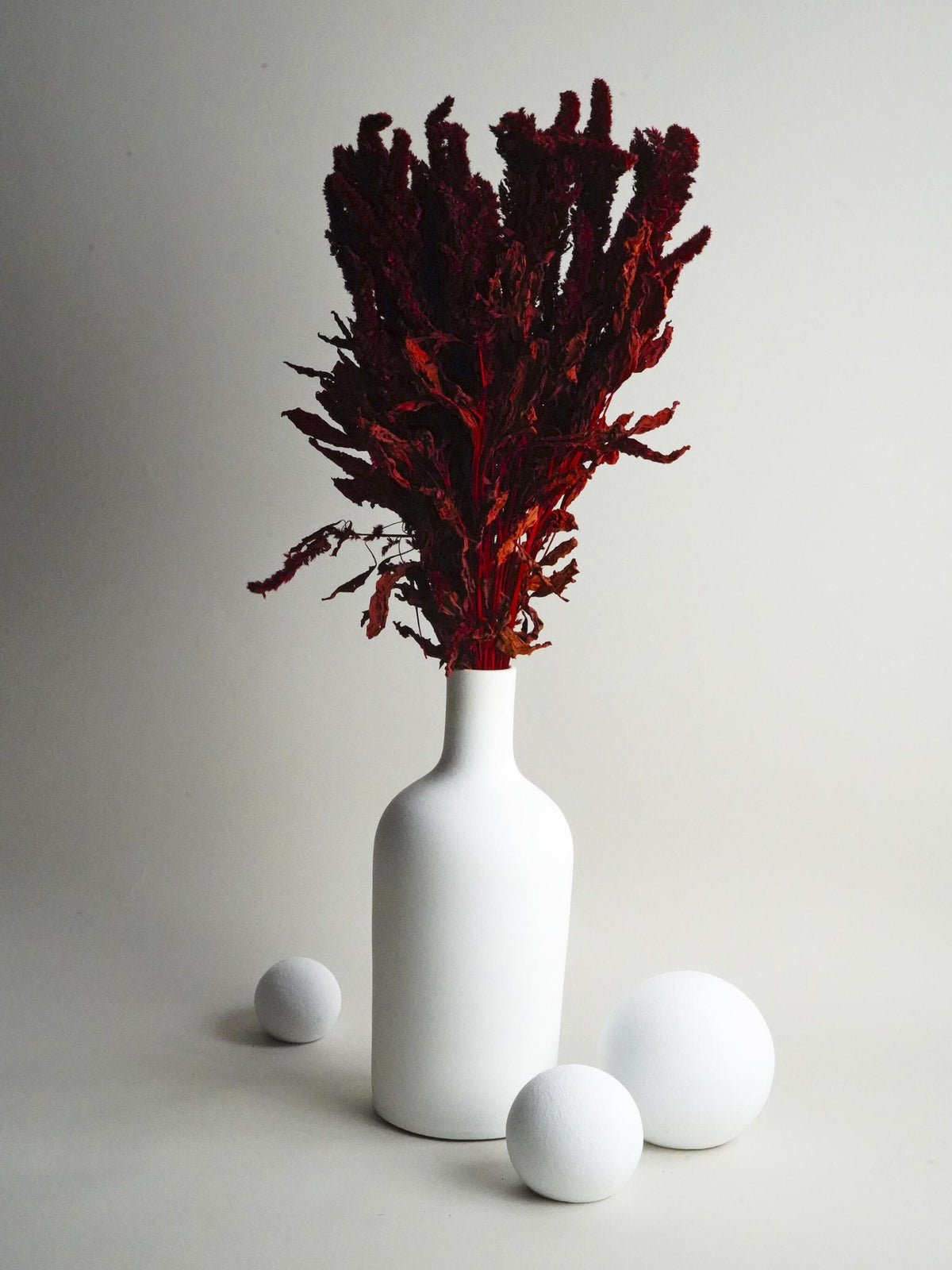 Amaranthus Preservada_0