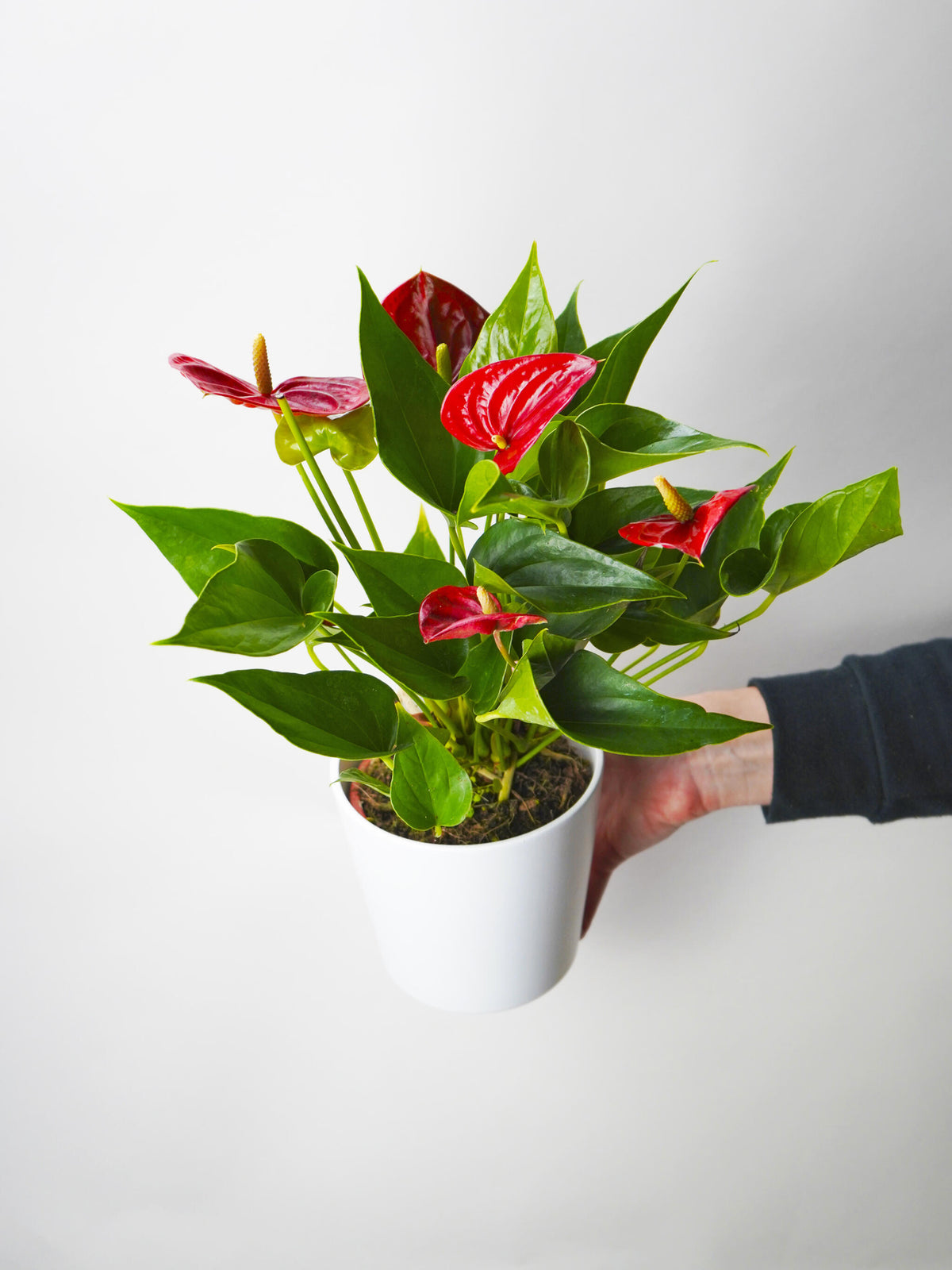Anthurium Rojo | Altura 60cm - Diámetro 17cm_0