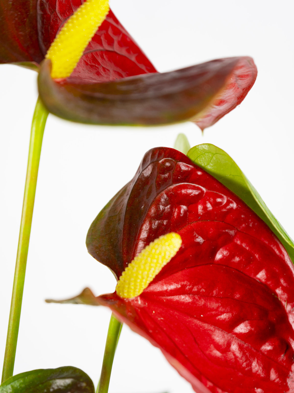 Anthurium Rojo | Altura 60cm - Diámetro 17cm_1