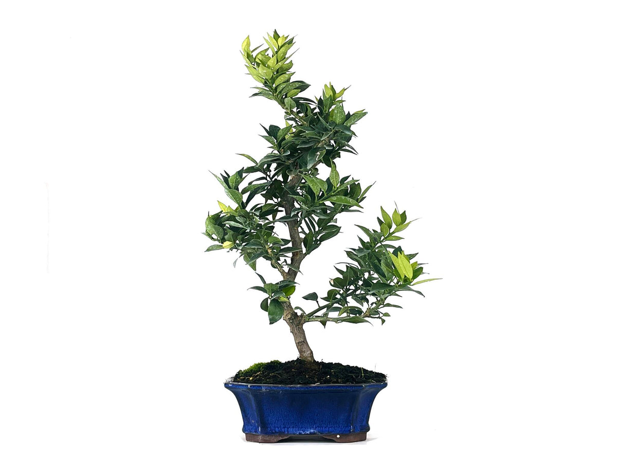 Bonsái Citrus Myrtifolia – Naranjo 9 Años_1