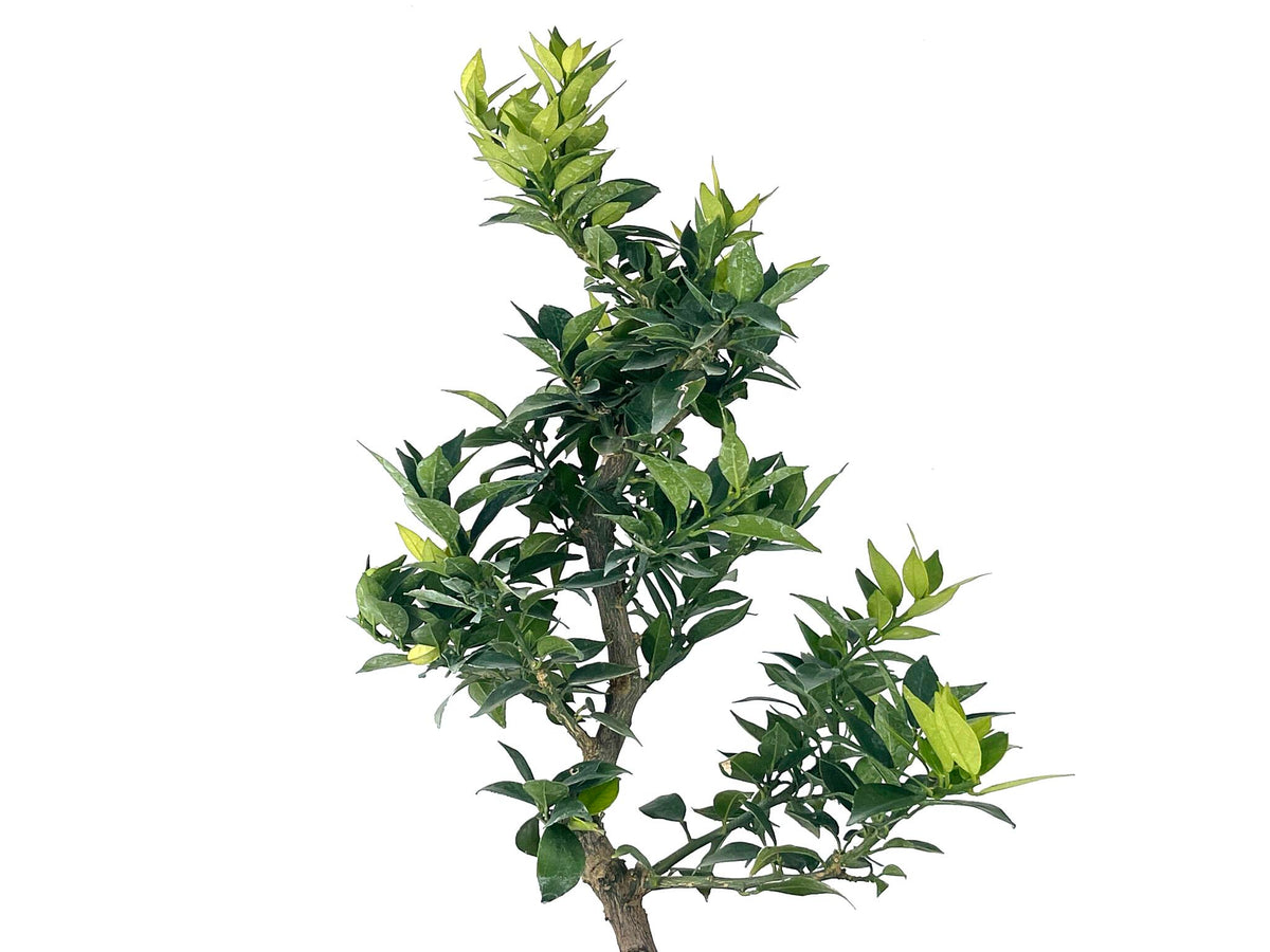 Bonsái Citrus Myrtifolia – Naranjo 9 Años_4