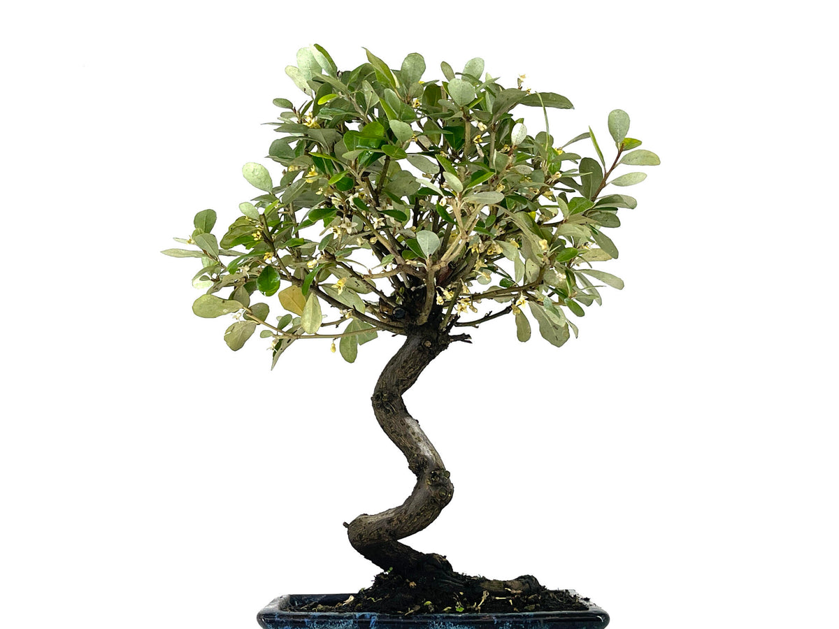 Bonsái Eleagnus 9 Años_5