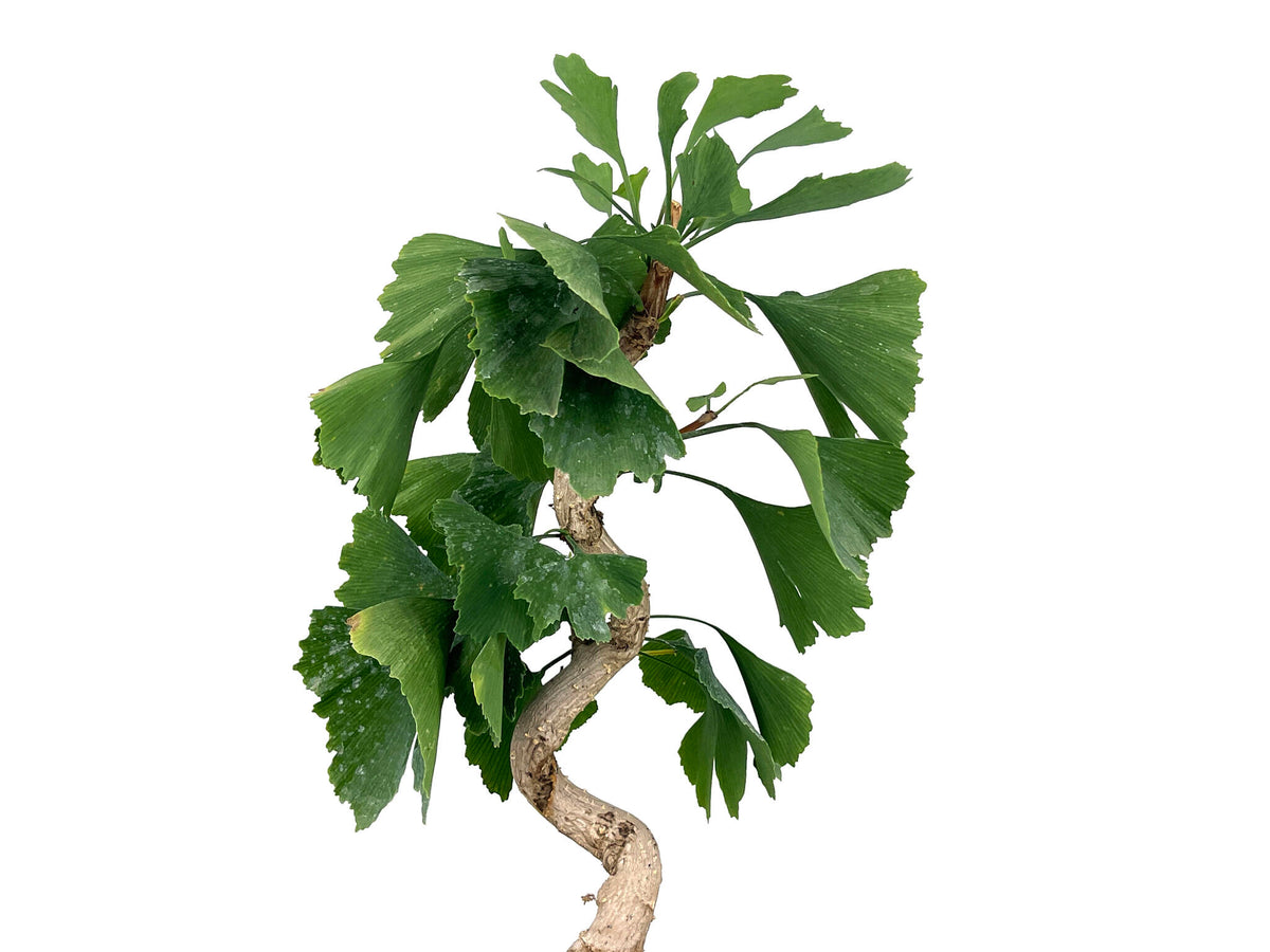Bonsái Ginkgo Biloba 8 Años_4