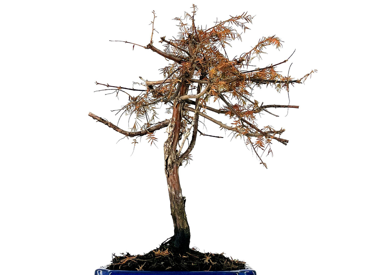Bonsái Metasequoia 9 Años_5