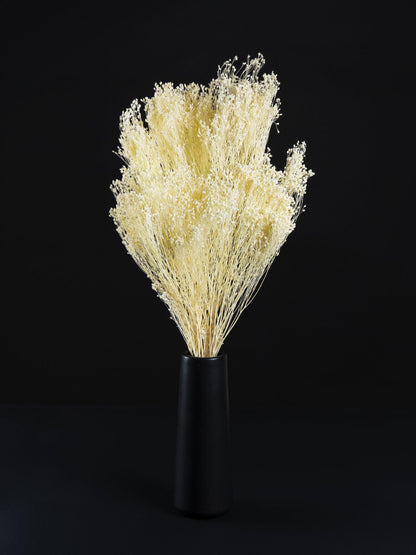 Brooms Seca_2