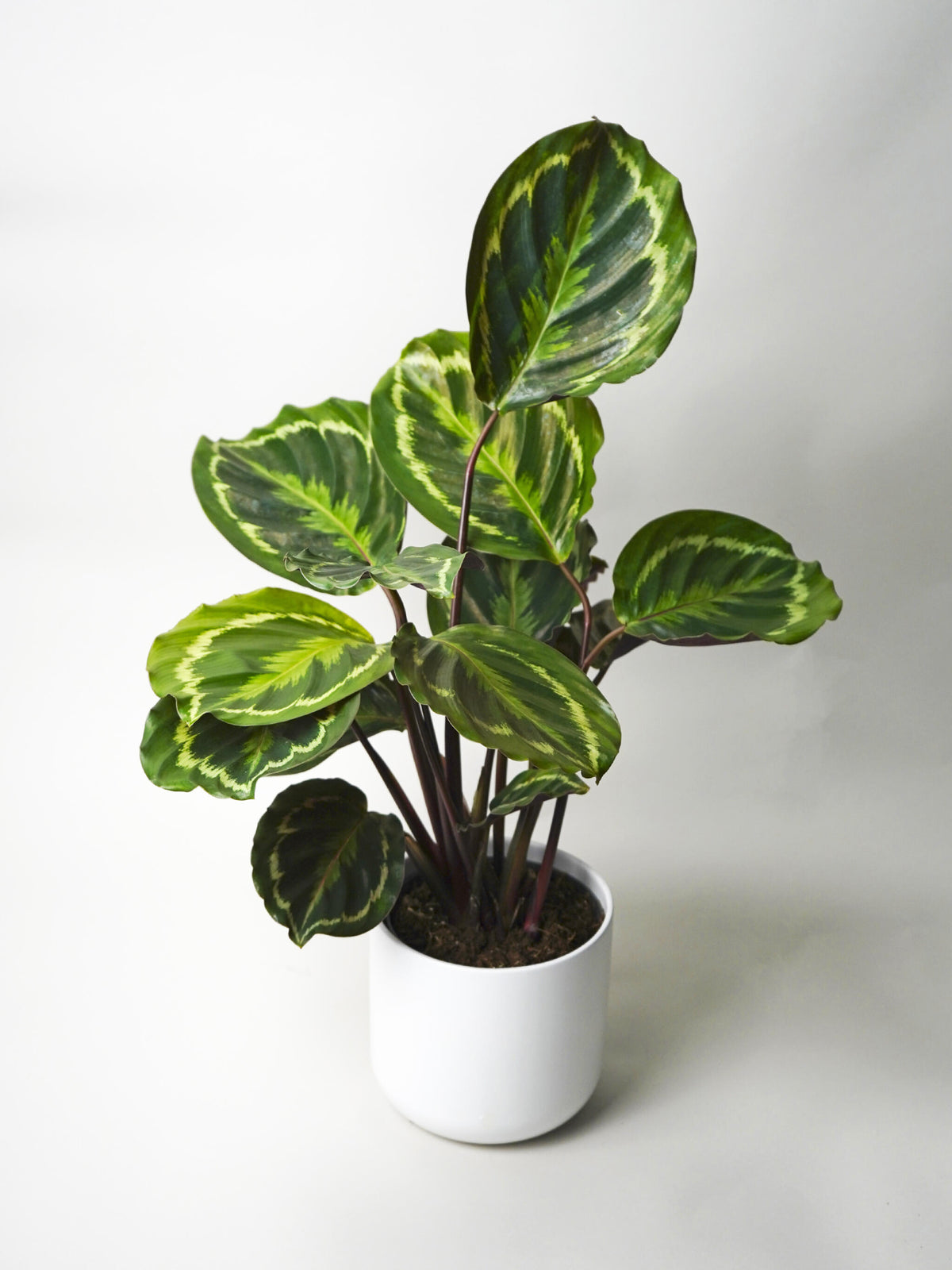 Calathea Medallion | Altura 45cm - Diámetro 14cm_0