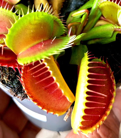 Dionaea Muscipula M8_2