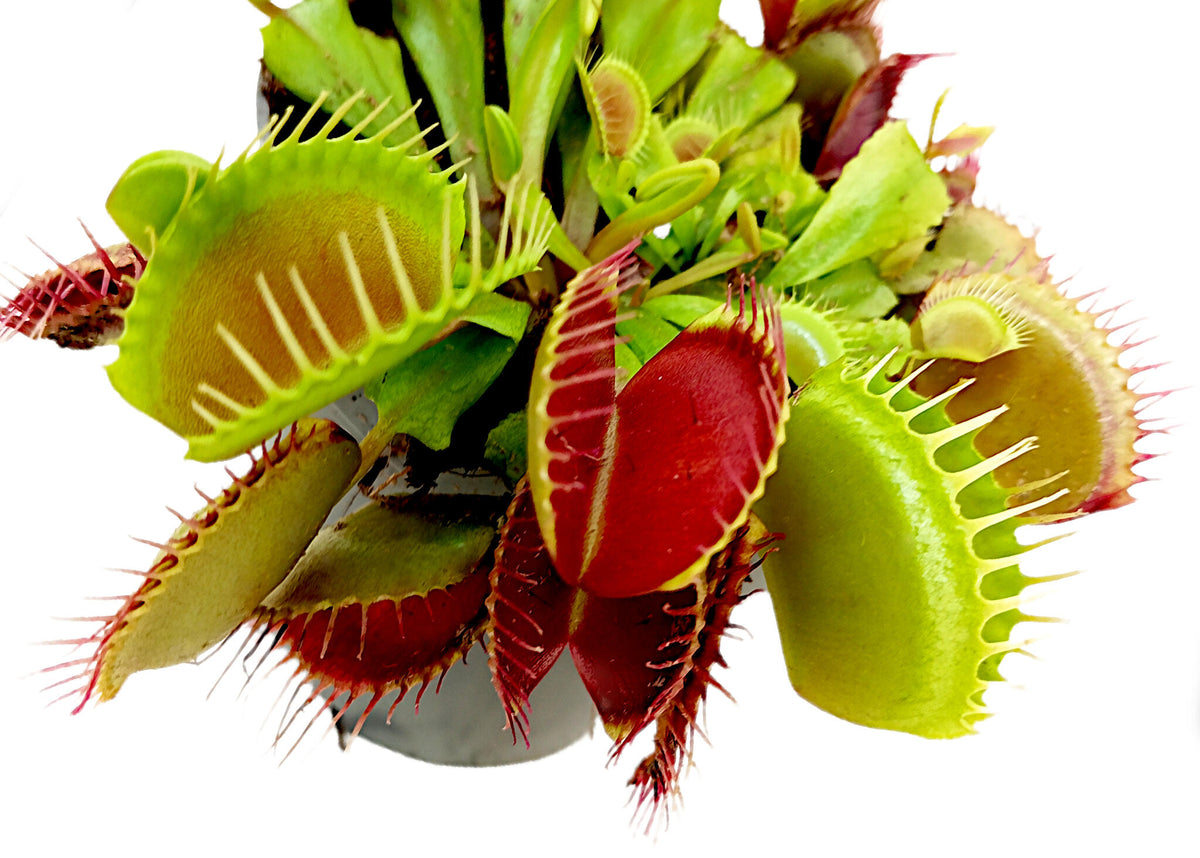 Dionaea Muscipula M8_3