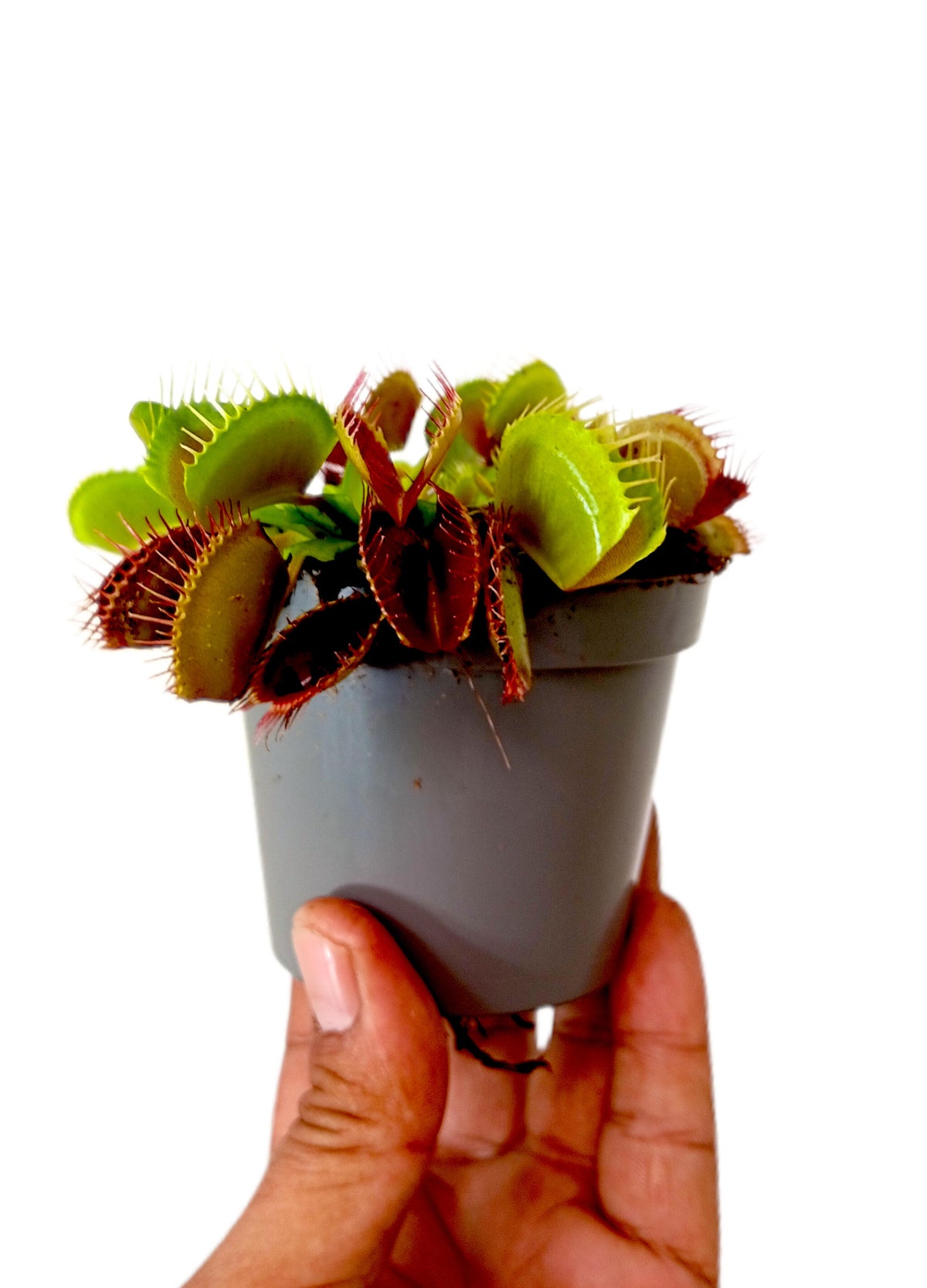 Dionaea Muscipula M8_4