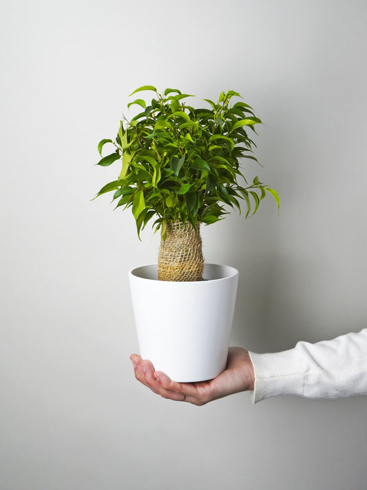 Ficus Benjamina | Altura 30cm - Diámetro 12cm_0