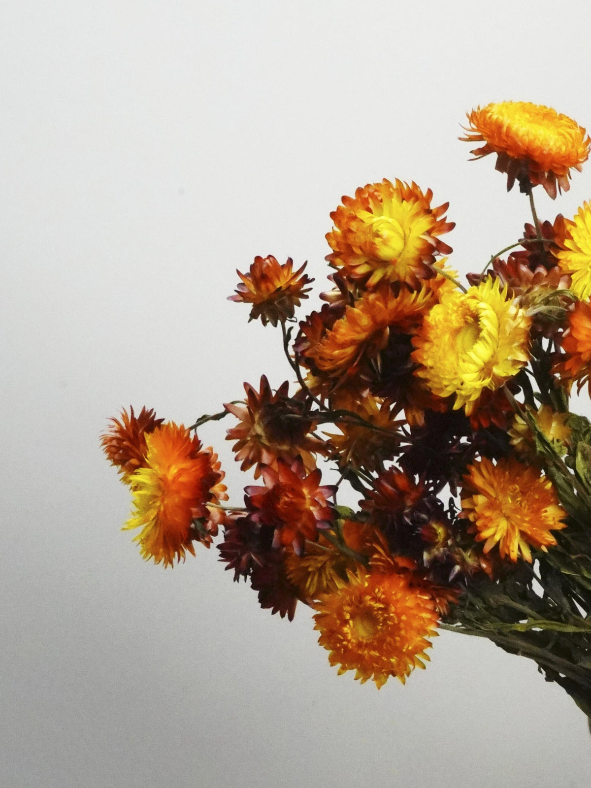 Helichrysum Flor Seca_1