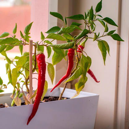 Kit de Cultivo Pimientos Picantes ¡Peligro! 5 Niveles, del Jalapeño al Red Caribbean - Resetea_4