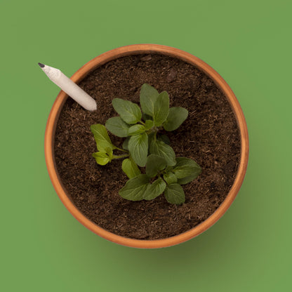 Lápiz Plantable de Albahaca – Papel Reciclado, Escribe, Dibuja y Plántalo, Regalo Original - Resetea_2