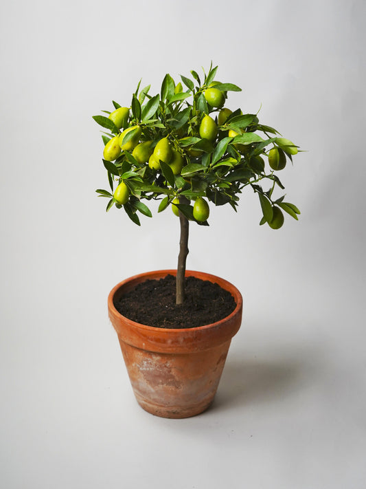 Limonero Citrofortunella_0