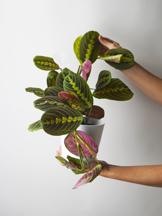 Maranta Fascinator | Altura 30cm - Diámetro 12cm_0