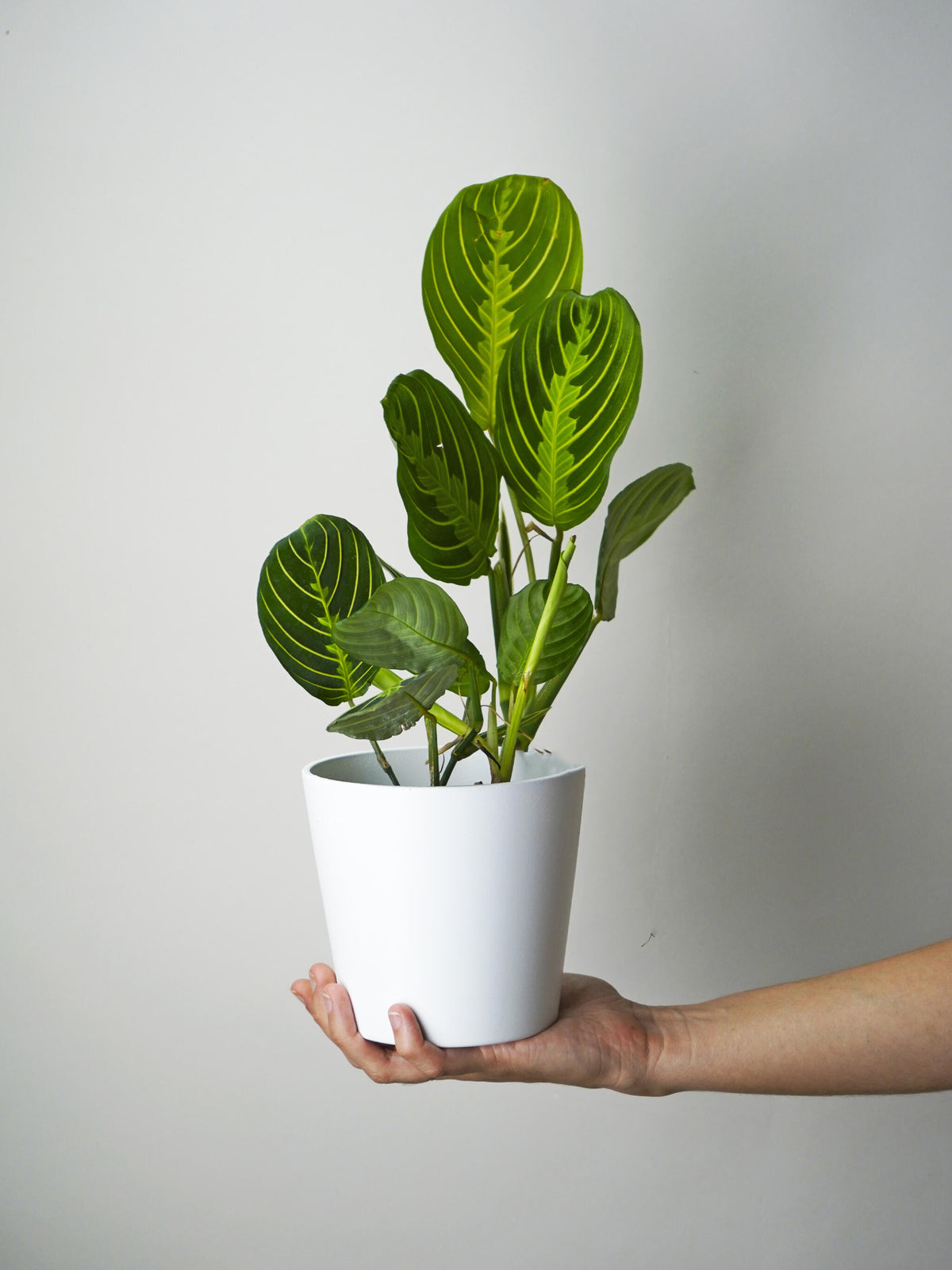 Maranta Lemon Lime_0