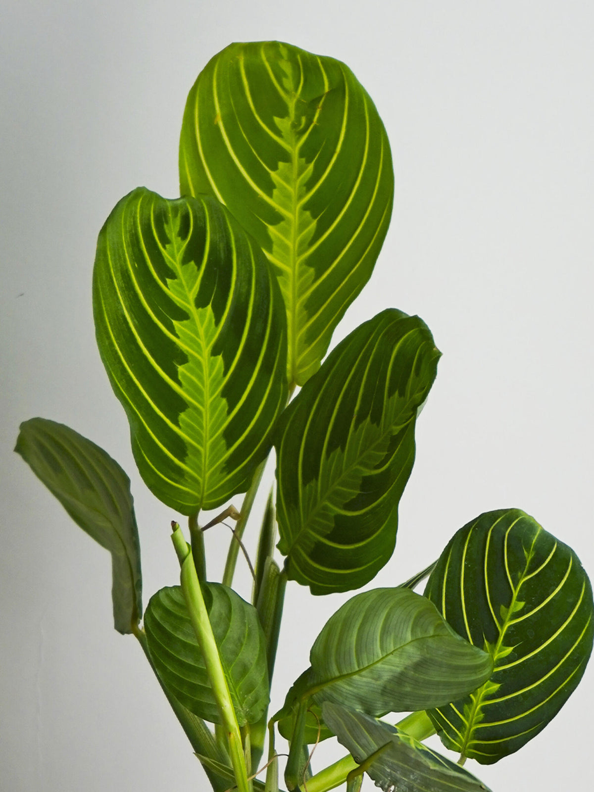 Maranta Lemon Lime_1