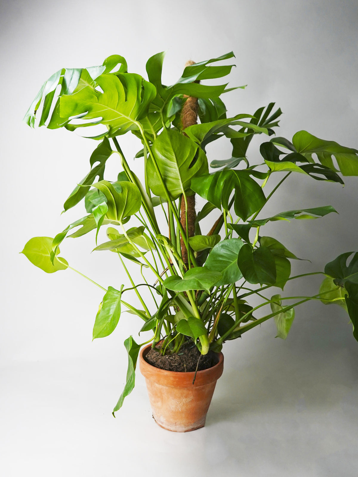 Monstera Deliciosa Tutor Grande_0