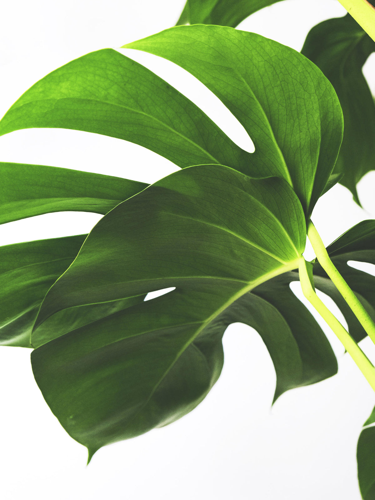 Monstera Deliciosa Tutor Grande_1