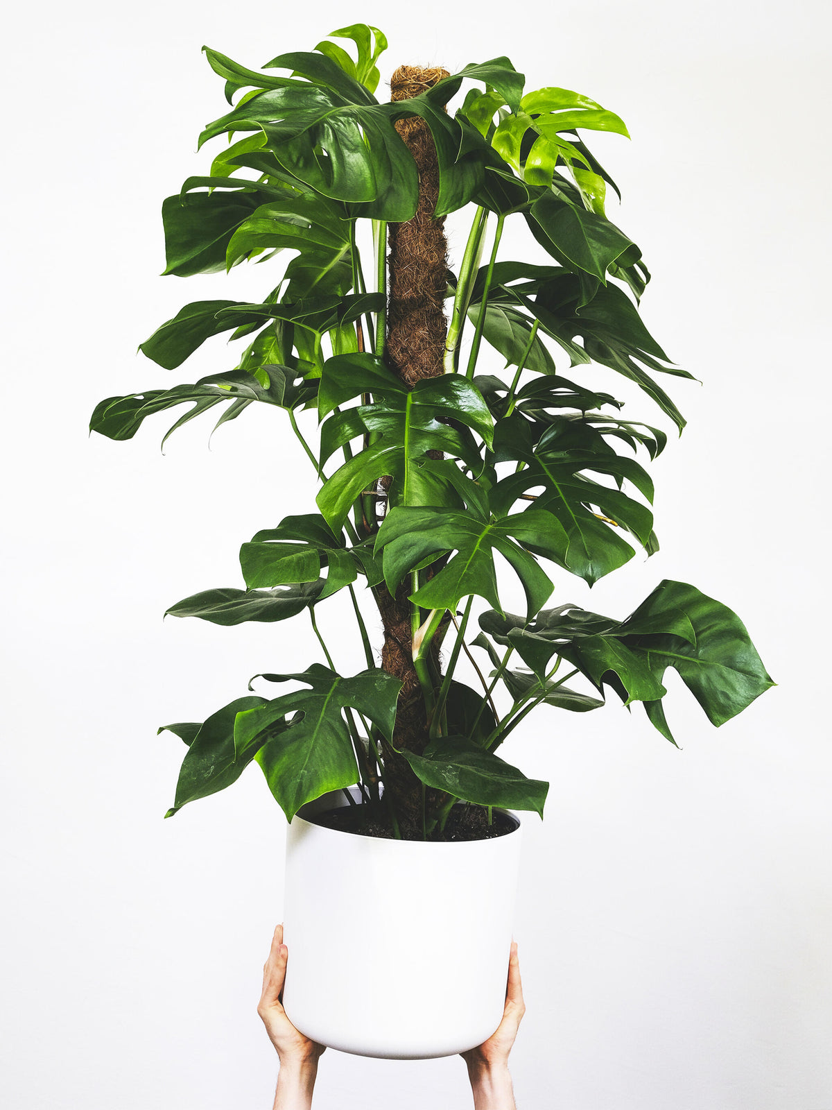 Monstera Deliciosa Tutor Grande_2