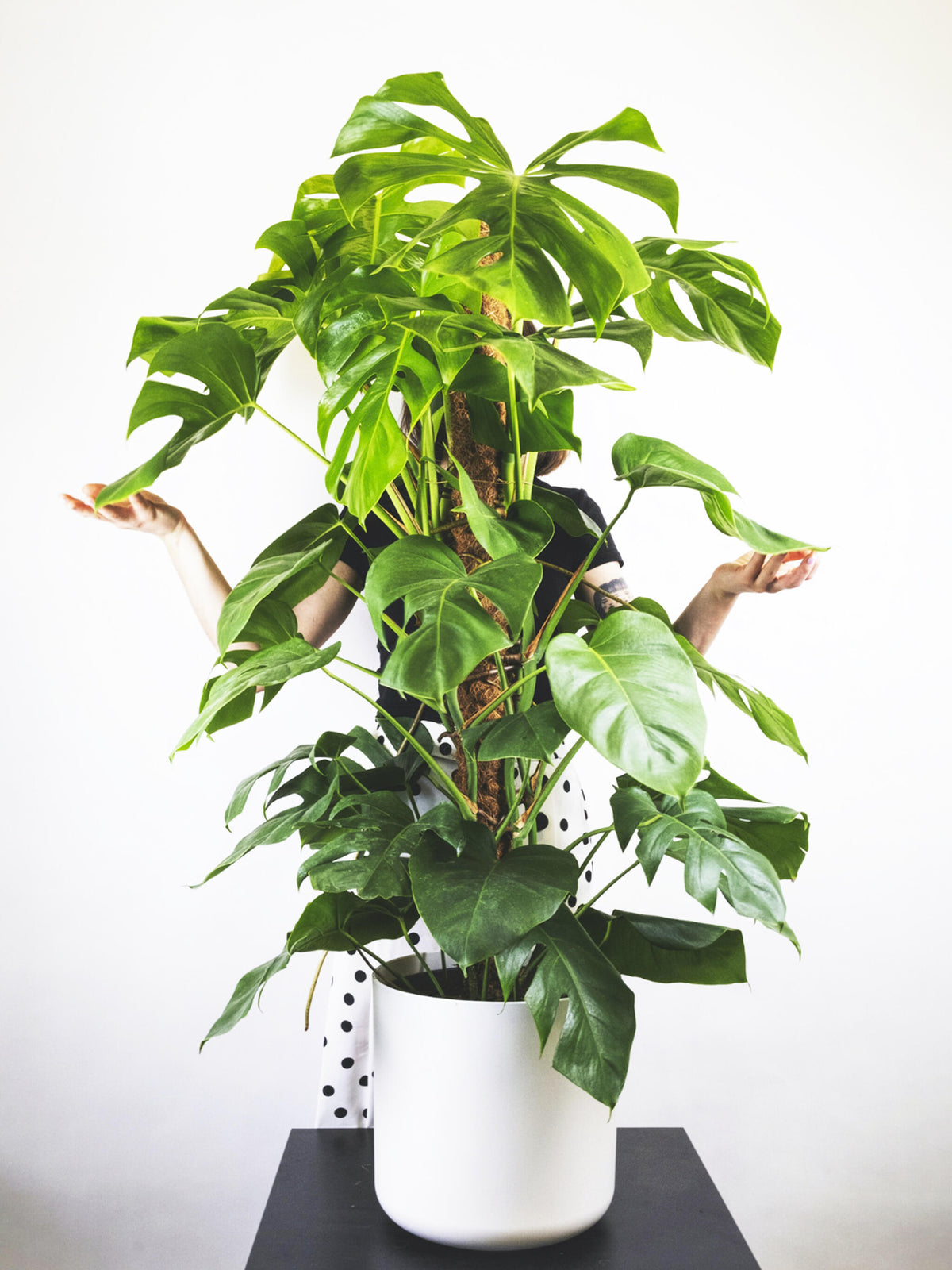 Monstera Deliciosa Tutor Grande_3