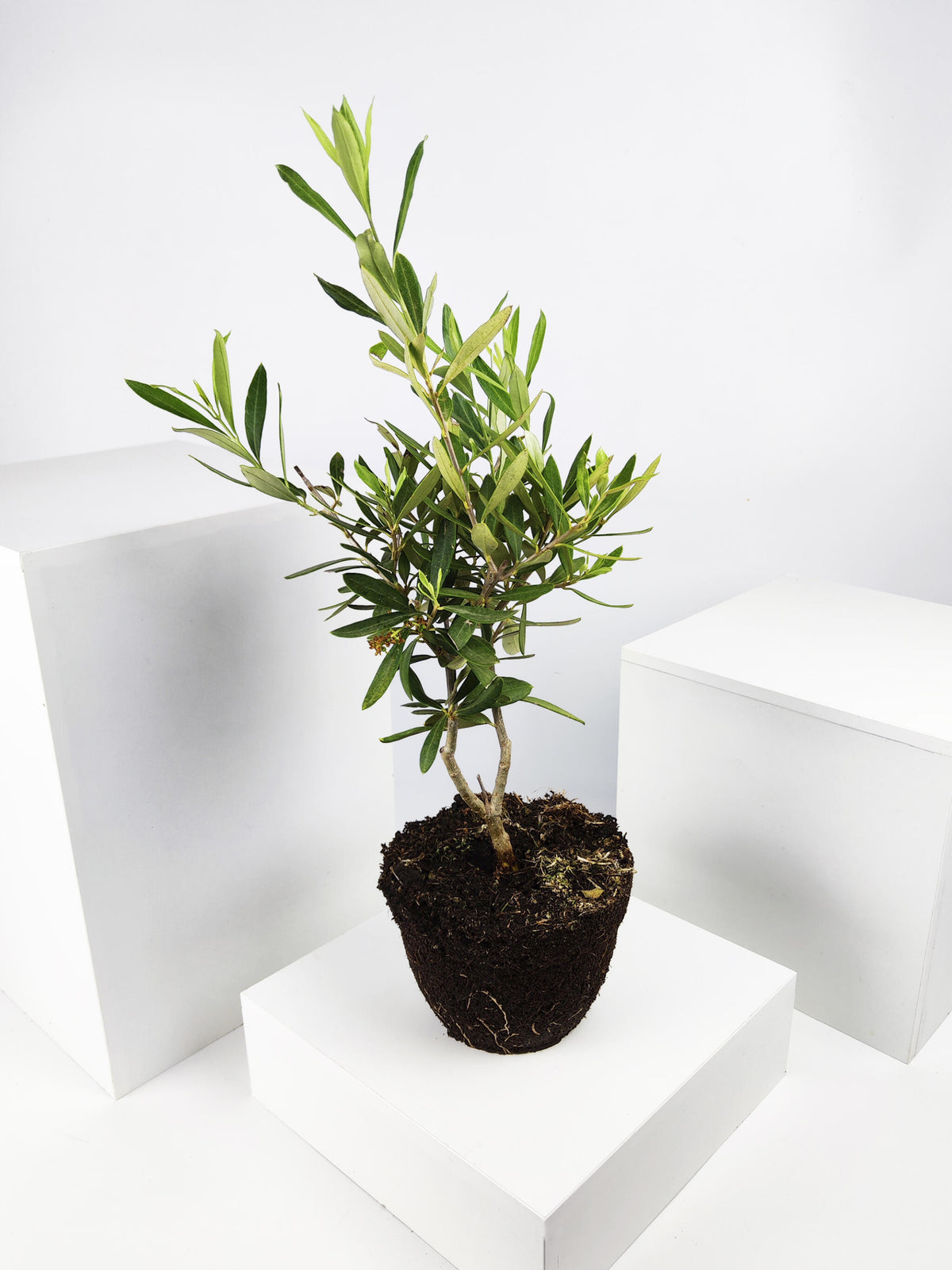 Olivo | Altura 35cm - Diámetro 15cm_0