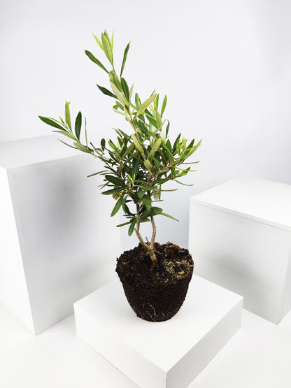 Olivo | Altura 35cm - Diámetro 15cm_0