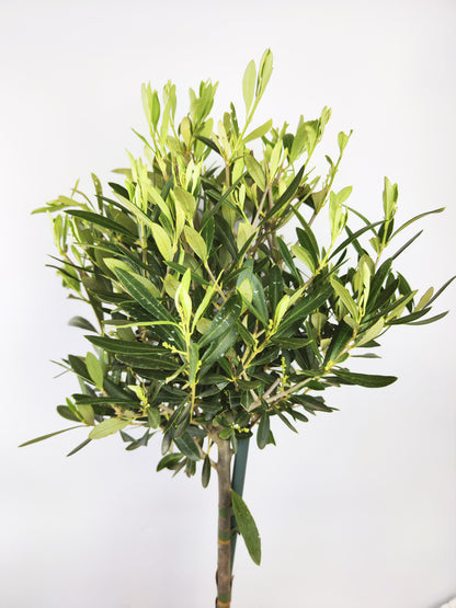 Olivo | Altura 35cm - Diámetro 15cm_1