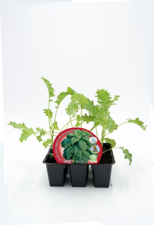 Pack Plantones Col Kale 6 Ud. Natural - Fitoralia_0