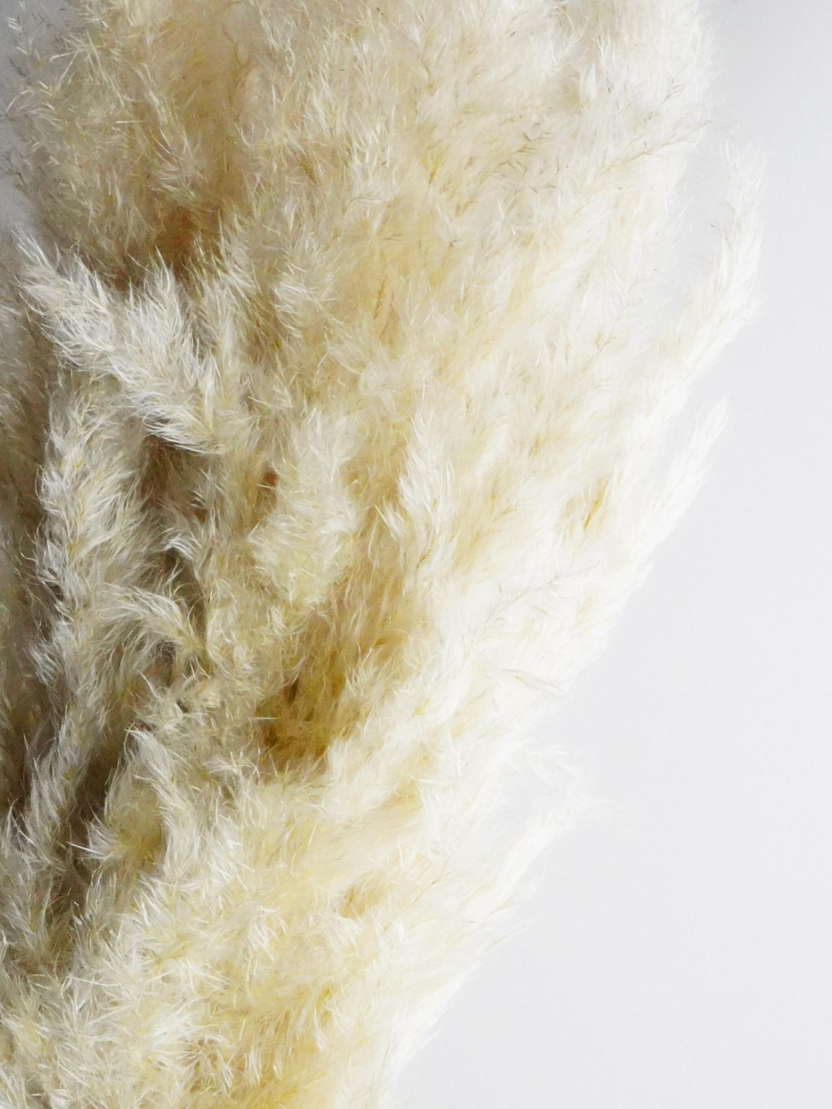 Pampas Secas_1