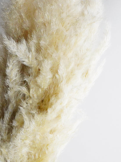 Pampas Secas_1