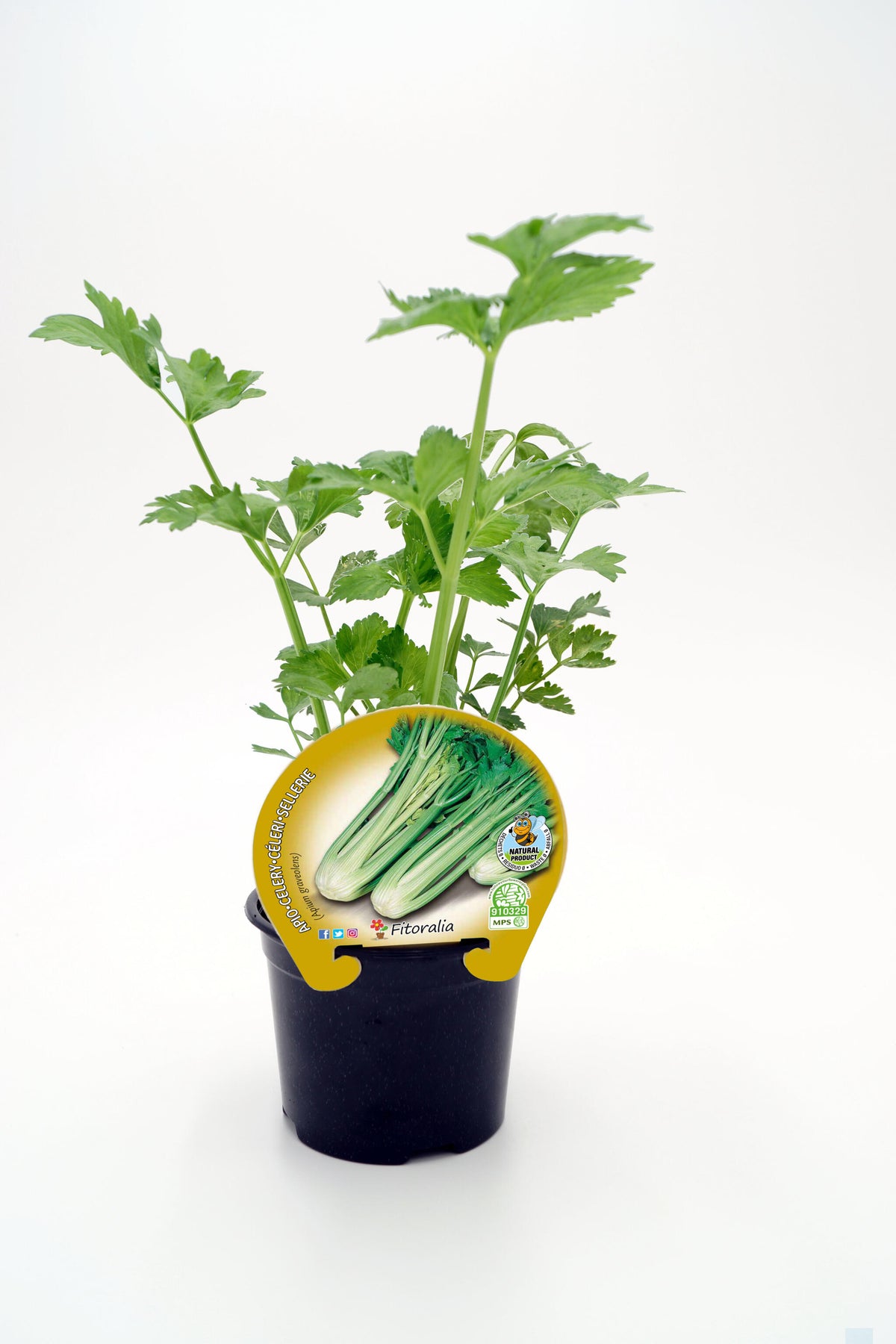 Plantón Apio En Maceta 10,5 Cm. Natural - Fitoralia_0