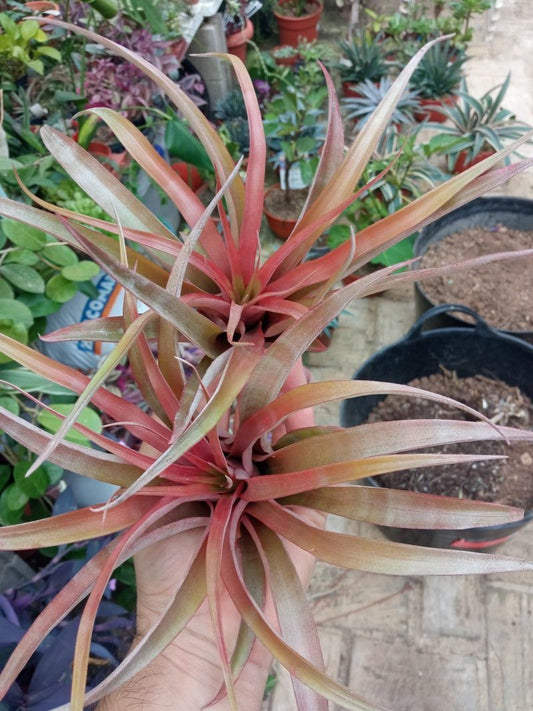 Tillandsia Red Star M Planta Clavel Del Aire_0